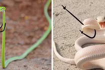 Chỉ vài nét, rắn cực độc trở nên đáng yêu không ngờ 