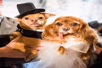 Đám cưới xa hoa của cặp chó ngôi sao 