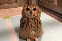 Choáng váng cảnh cú mèo “khoe” ngồi bắt chéo chân và sự thực