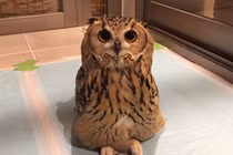 Choáng váng cảnh cú mèo “khoe” ngồi bắt chéo chân và sự thực