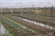 Làng rau lớn nhất Hải Phòng dự báo không đủ rau sạch cung ứng dịp tết