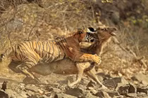 Tốc độ kinh hoàng khoảnh khắc hổ vằn săn giết hươu 