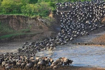 Choáng ngợp cảnh di cư của đàn linh dương đầu bò