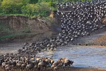 Choáng ngợp cảnh di cư của đàn linh dương đầu bò