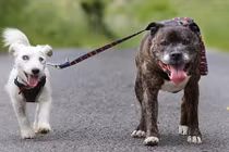 Tình bạn gắn bó kỳ lạ của cặp chó bị bỏ rơi