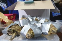 Chấn động hơn 1.500 rùa quý hiếm trong hành lý sân bay