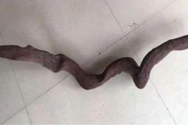 Bỏ hơn 1 tỷ mua đoạn gỗ nhỏ, người đàn ông khiến nhiều người "mở mắt" 