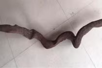 Bỏ hơn 1 tỷ mua đoạn gỗ nhỏ, người đàn ông khiến nhiều người "mở mắt" 