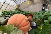 Bí ngô "khủng" cả 4 người đàn ông lực lưỡng khệ nệ khiêng