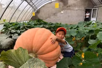 Bí ngô "khủng" cả 4 người đàn ông lực lưỡng khệ nệ khiêng