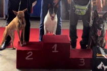 Mê đắm Hoa hậu chó Vĩnh Long đăng quang 2018 