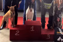 Mê đắm Hoa hậu chó Vĩnh Long đăng quang 2018 