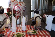 Cặp chim cánh cụt và hành trình hạnh phúc 23 mùa Valentine 