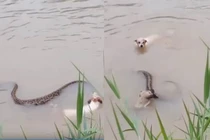 Kinh hoàng chó bố mẹ liều mình tử chiến trăn khổng lồ