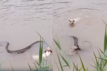 Kinh hoàng chó bố mẹ liều mình tử chiến trăn khổng lồ