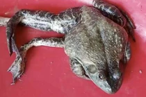 Ếch 6 chân "khủng" thoát chết nhờ ưu thế cực dị