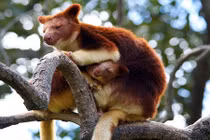 Những bà mẹ động vật bảo vệ con nức tiếng nhất