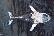 Cá voi chết thảm, đụng phải thứ không ai ngờ