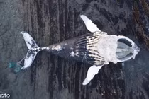 Cá voi chết thảm, đụng phải thứ không ai ngờ