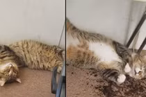 Chủ đi vắng, mèo ở nhà cắn trộm cần sa và cái kết đắng