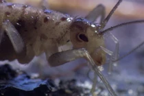 Ly kỳ sinh vật lạ chỉ xuất hiện sau núi lửa phun trào