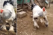 Gà khổng lồ gần 1m, nặng gần chục cân làm người người sợ 