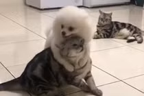 Bị mèo "bạo hành" hội đồng, chó cưng vẫn cứ hở ra là ôm