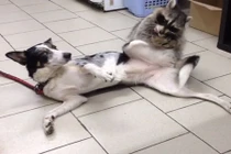 Gấu mèo phụ tá, làm việc tại phòng khám thú y gây sốt