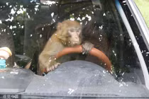 "Đệ tử Tề thiên đại thánh" xuống đường náo loạn khu dân cư