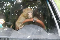 "Đệ tử Tề thiên đại thánh" xuống đường náo loạn khu dân cư