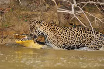 Kịch tính báo đốm cắn cổ cá sấu lôi lên bờ