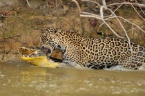 Kịch tính báo đốm cắn cổ cá sấu lôi lên bờ