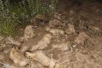 Rùng mình xem linh dương chết thảm do xảy chân 