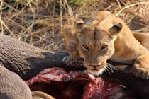 Chán thịt linh dương, sư tử săn voi và hươu cao cổ