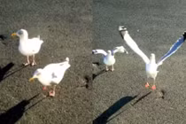 Kinh ngạc màn nhảy tap-dance cực đỉnh của mòng biển