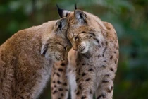 Khoảnh khắc ngọt ngào "tan chảy" của động vật ngày gió về