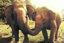 Xót xa nhìn cô voi mù khóc thương bạn qua đời