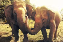 Xót xa nhìn cô voi mù khóc thương bạn qua đời