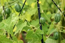 Cận cảnh dưa hấu bé bằng ngón tay cái, ai nhìn cũng muốn thử