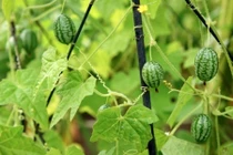 Cận cảnh dưa hấu bé bằng ngón tay cái, ai nhìn cũng muốn thử