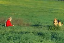 Chú chó mất niềm tin vào con người và... chuyện cổ tích ngoài đời thực