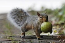 Kinh dị hai người đàn ông lột da, ăn sống sóc xám