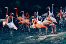 Ảnh động vật ấn tượng khó tin chụp trong sở thú