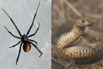 Rắn cực độc tử chiến nhện độc không kém và kết quả "choáng"