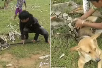 Thót tim ba cậu bé chiến đấu trăn khổng lồ cứu chó cưng