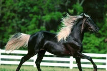 Choáng váng loài ngựa siêu đẹp, đắt ngang chục căn biệt thự "khủng"