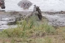 Hà mã cứu giúp linh dương đầu bò thoát khỏi tay cá sấu 