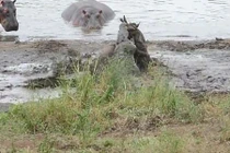 Hà mã cứu giúp linh dương đầu bò thoát khỏi tay cá sấu 