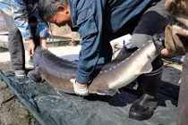 Bắt được cá tầm "quái vật" dài gần 2m, có trứng "vàng đen"