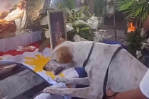 Chó khóc nấc, nức nở bên quan tài vị giáo sư đáng kính